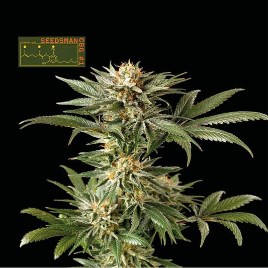 Seedsman CBG #1 Feminised Seeds