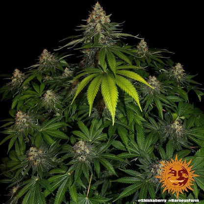 Shiskaberry Feminised Seeds