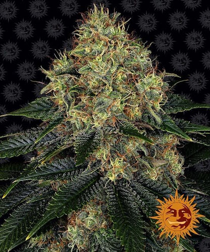 Skywalker OG Auto Feminised Seeds