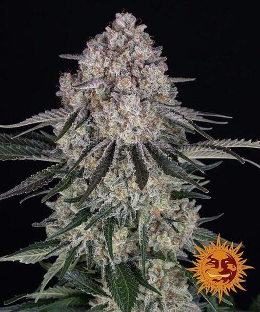 Sour Diesel Auto Feminised Seeds