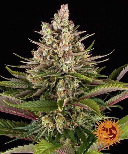 Sour Strawberry Feminisierte Samen 