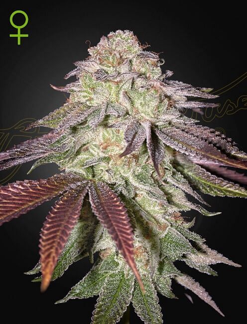 Sugarlato Auto Feminised Seeds