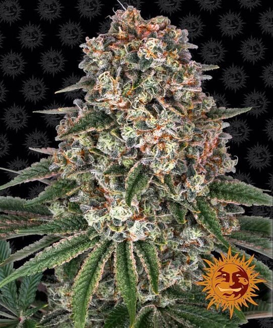 Tropicanna Banana Feminised Seeds