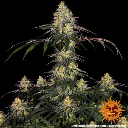 Watermelon Zkittlez Feminised Seeds