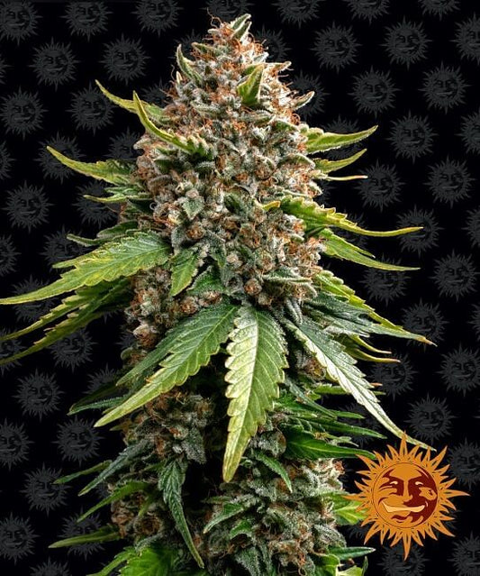 White Widow XXL Auto Feminisierte Samen 