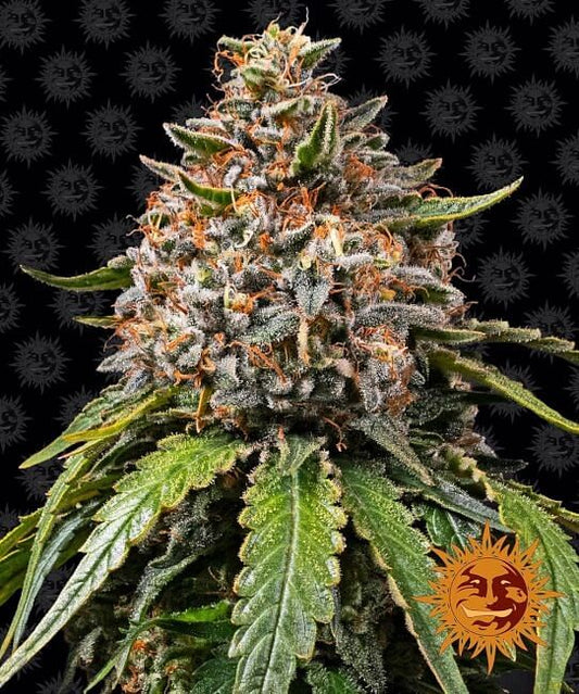 White Widow XXL Feminisierte Samen 