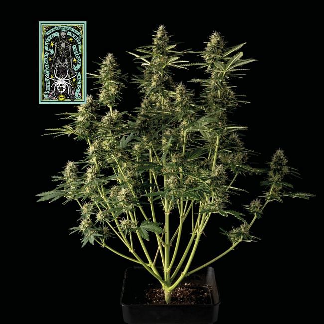 White Widow Auto feminisierte Samen