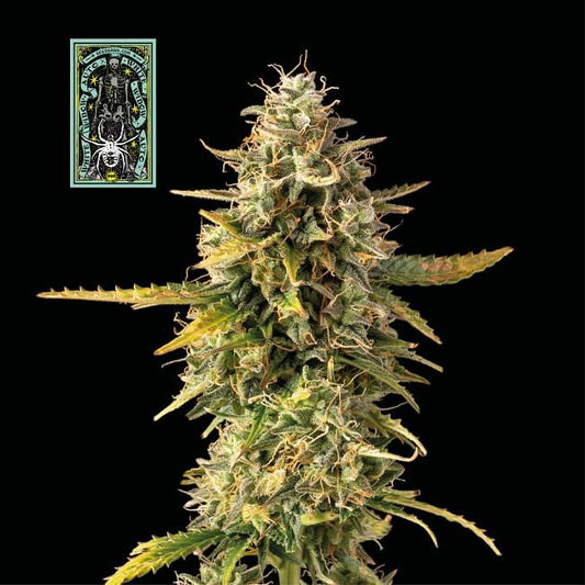 White Widow Auto feminisierte Samen