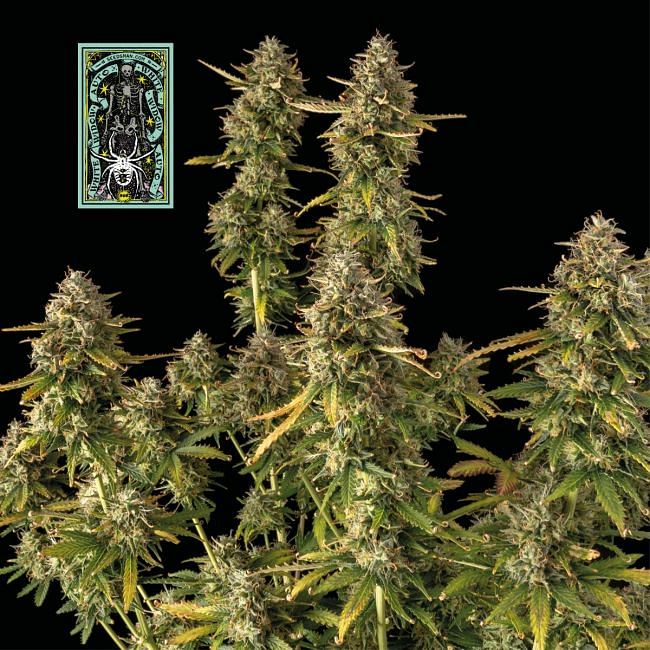 White Widow Auto feminisierte Samen