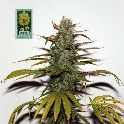 White Widow Regular Seeds