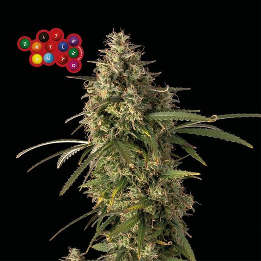 Zkittlez Auto Feminised Seeds